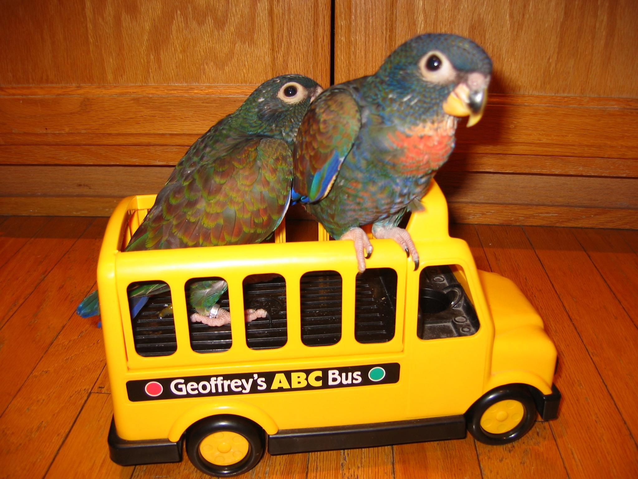 parakeet.jpg